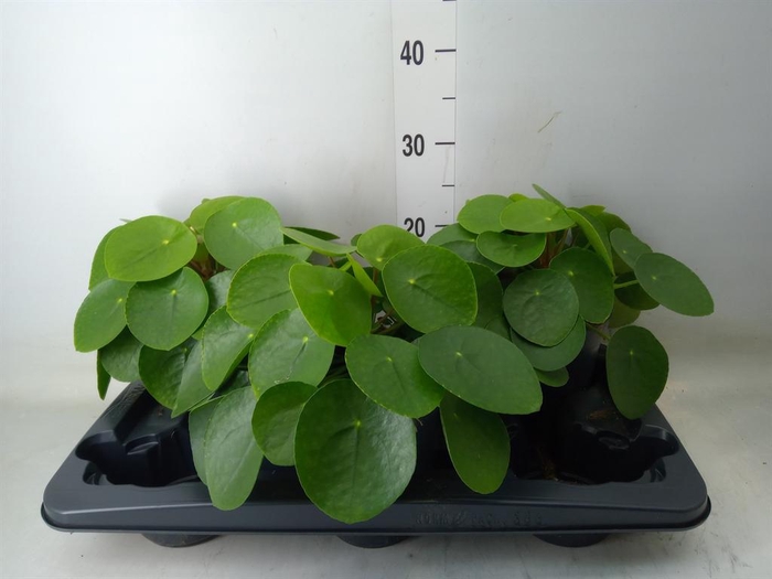 <h4>Peperomia obt. 'Green Gold'</h4>