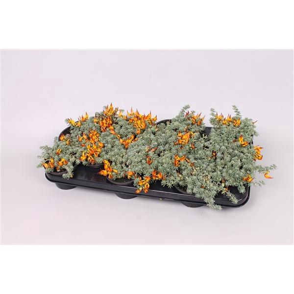 <h4>Lotus corniculatus</h4>