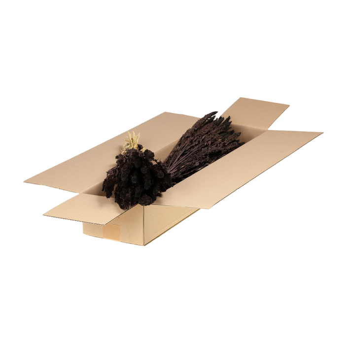 <h4>Amaranthus Sb Deep Brown</h4>