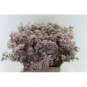 Chamelaucium Jupiter Sol