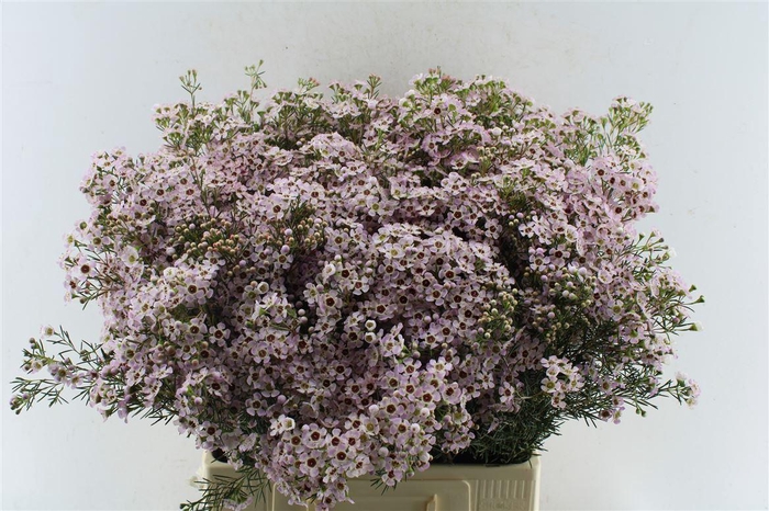 <h4>Chamelaucium Jupiter Sol</h4>