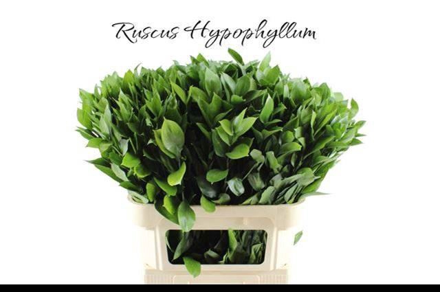 <h4>ŽAL HARD RUSCUS</h4>