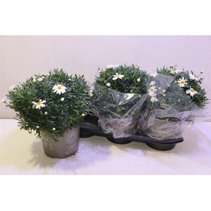 arr8 Arg Mo Maggy White