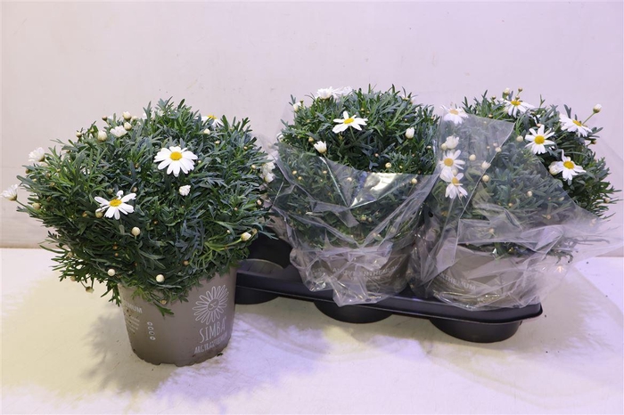 <h4>arr8 Arg Mo Maggy White</h4>