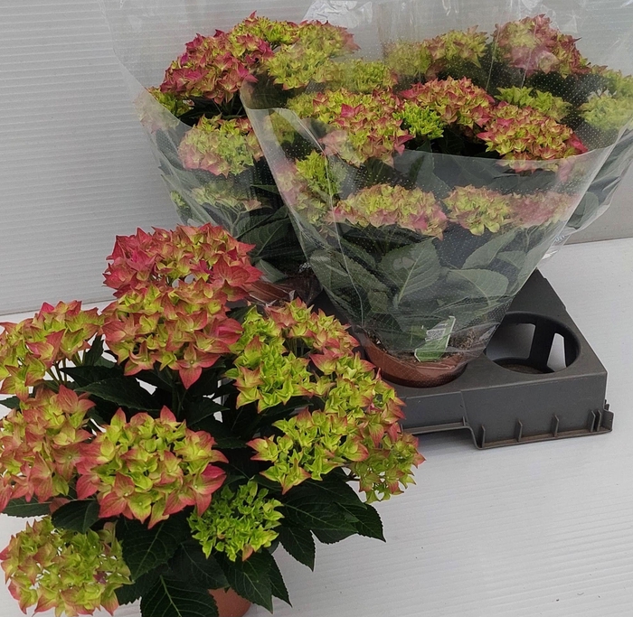 <h4>HYDR M HI OCEAN</h4>