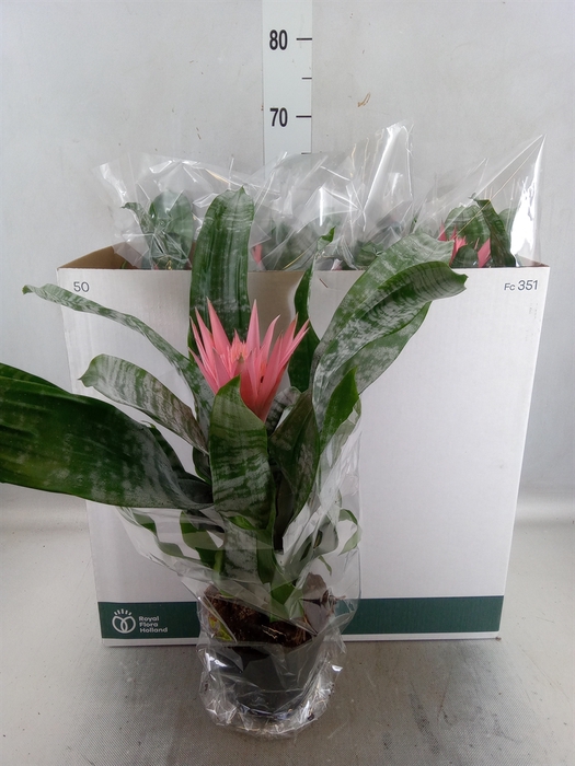 <h4>Aechmea fasciata 'Primera'</h4>