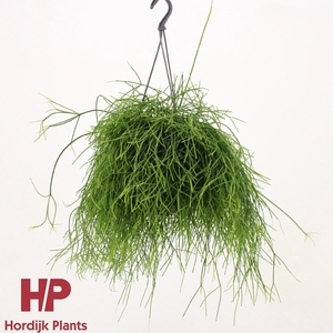 Rhipsalis baccifera 'Oasis'
