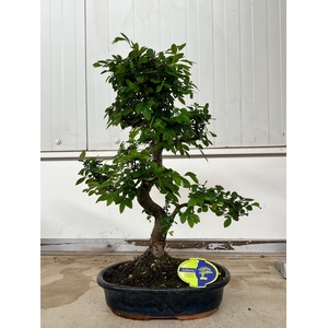 Zelkova parvifolia, 32cm., shape, without drip tray