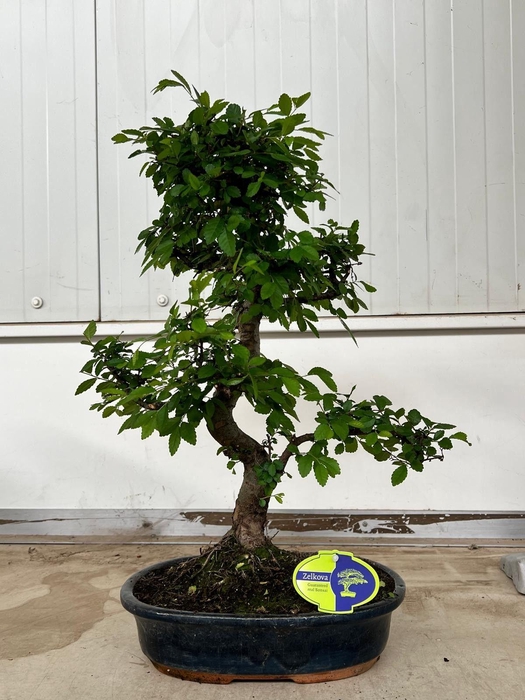 <h4>Zelkova parvifolia, 32cm., shape, without drip tray</h4>