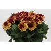 Dahlia Creme de Cognac