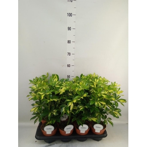 Schefflera arbor. 'Gerda'