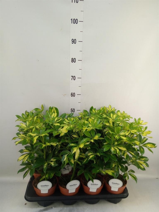 <h4>Schefflera arbor. 'Gerda'</h4>