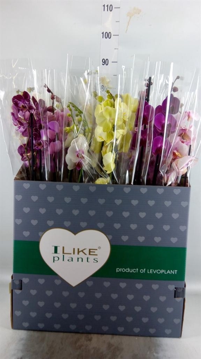 <h4>Phalaenopsis   ...mix</h4>