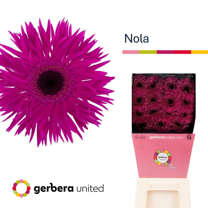 <h4>Gerbera Spider Nola Diamond</h4>