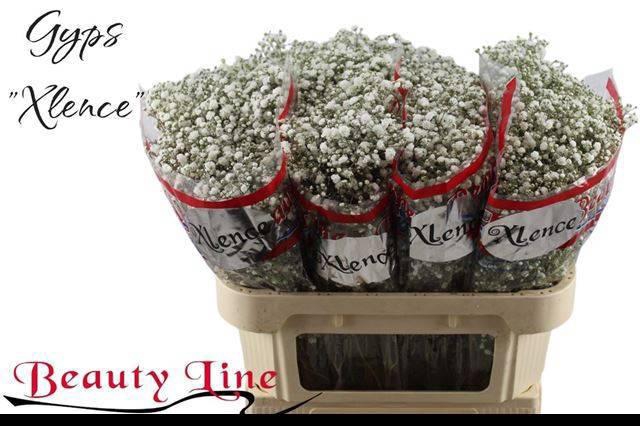 <h4>GYPS PA XLENCE</h4>