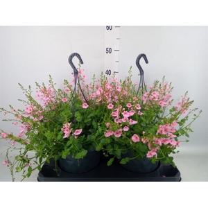 Diascia  'FlyColors'   ...mix