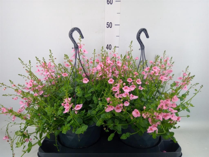 <h4>Diascia  'FlyColors'   ...mix</h4>