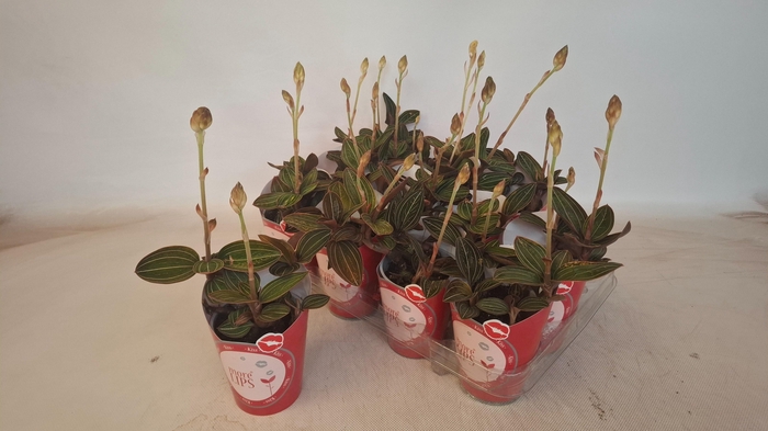 <h4>LUD DISCOLOR</h4>