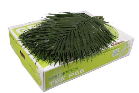 <h4>TEEPEE GREEN OCEAN</h4>