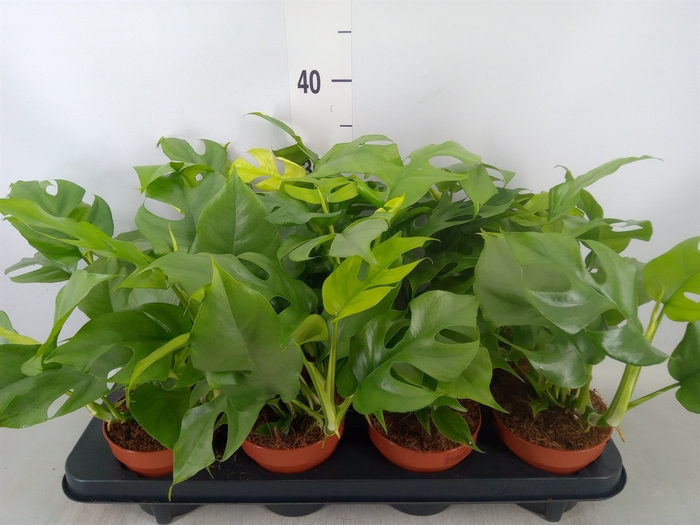 <h4>Rhaphidophora tetrasperma</h4>
