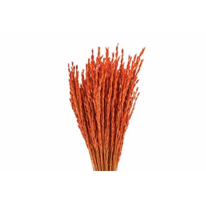 Dried Rice Oryza Red Bunch