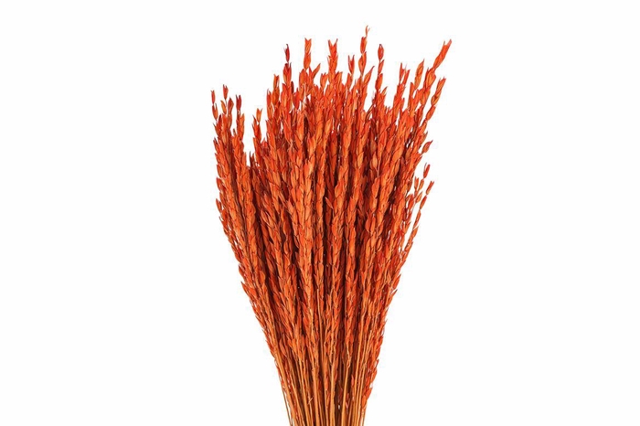 <h4>Dried Rice Oryza Red Bunch</h4>