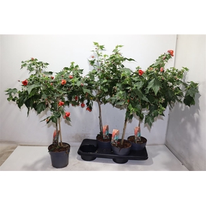 Abut Red Trumpet