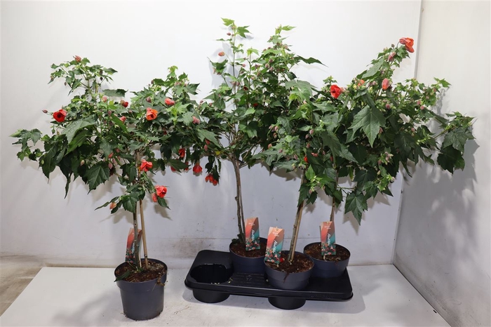 <h4>Abut Red Trumpet</h4>