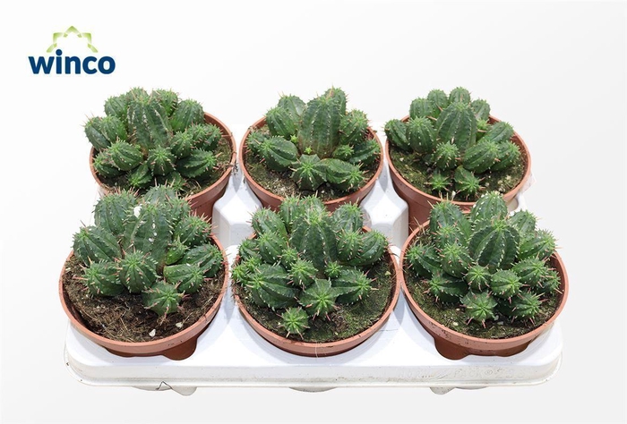 <h4>Euphorbia Aggregata</h4>