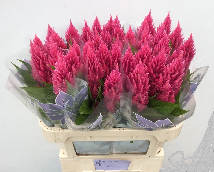<h4>Celosia Sunday Bright Ooijen</h4>