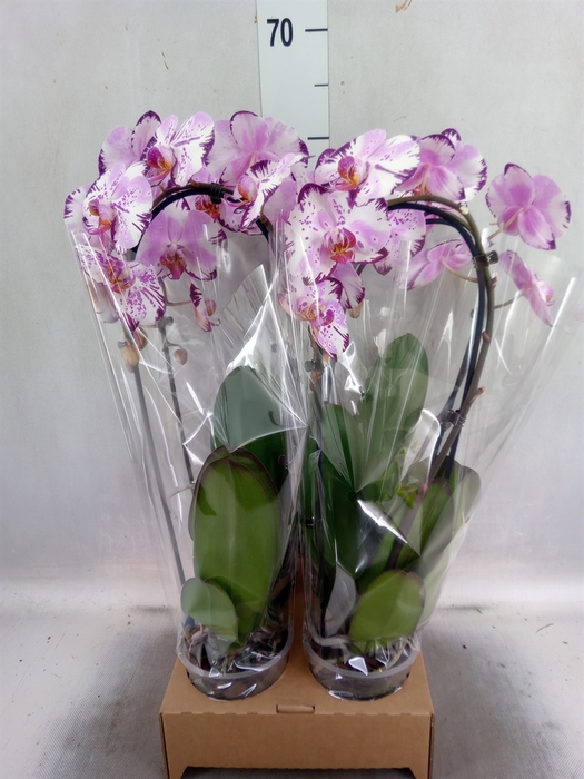 <h4>Phalaenopsis  'Elegant Cascade'</h4>