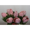 Protea Cynaroides