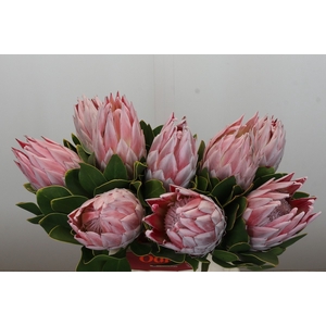 Protea Cynaroides