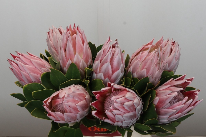 Protea Cynaroides
