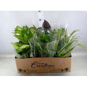 Planten Groen   ...mix 12