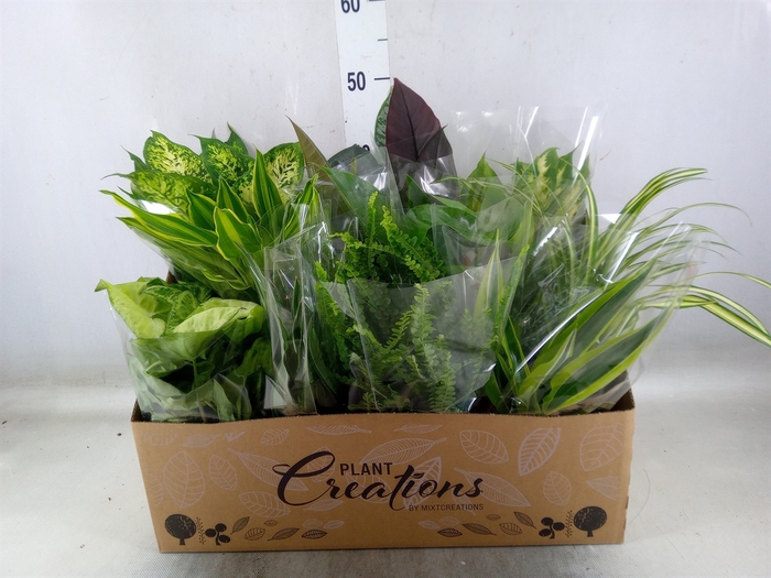 <h4>Planten Groen   ...mix 12</h4>