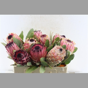 Protea Magnifica