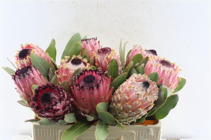 <h4>Protea Magnifica</h4>