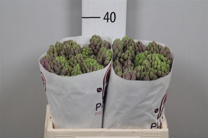 <h4>Hyac Purple Star</h4>