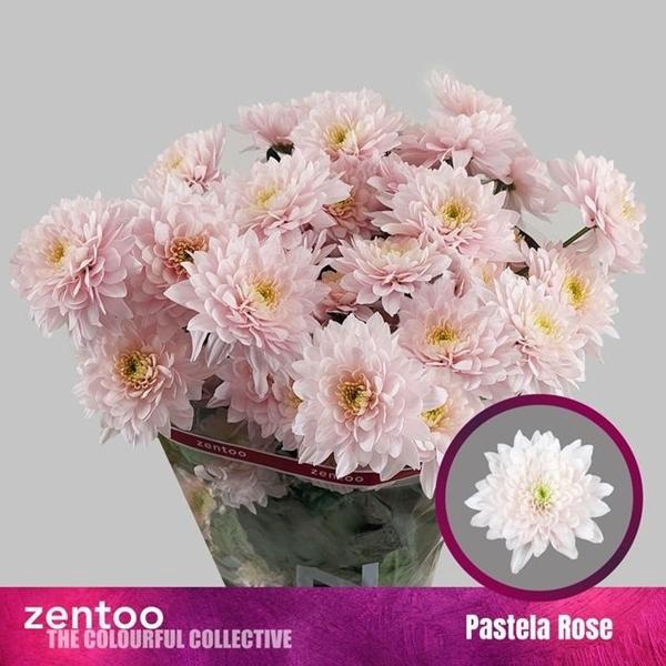 <h4>CHR T PASTELA ROSE</h4>