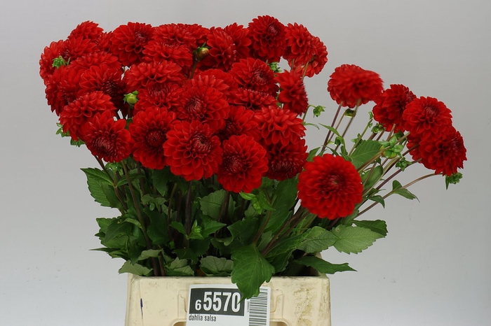 Dahlia Salsa A2