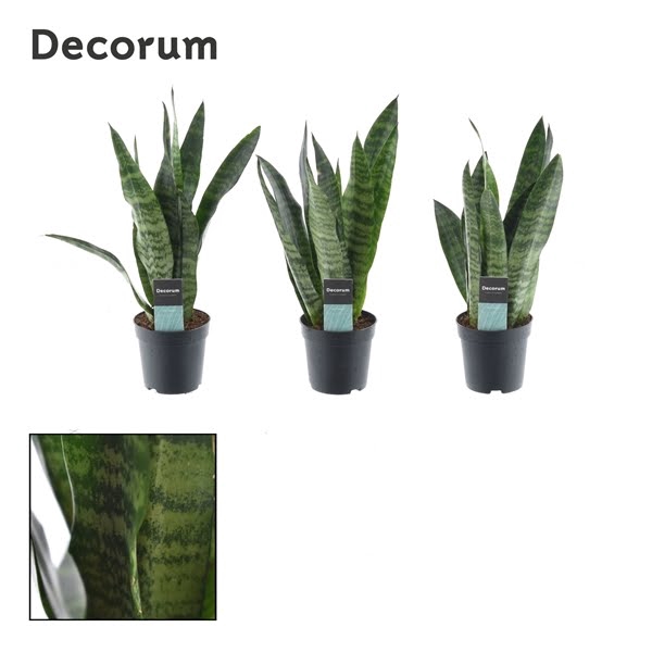 <h4>Sansevieria Black Coral</h4>