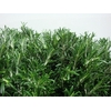 ROSMARINUS 200GR