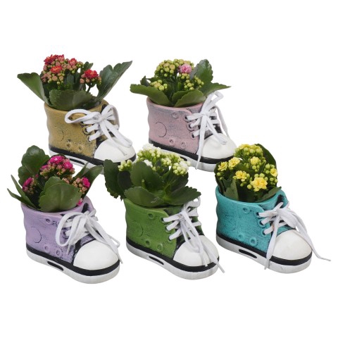 <h4>PTBTS1845 Arrangementen kamerplanten</h4>
