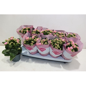 arr8 Kalanchoe Double Deluxe Pink Stadiu