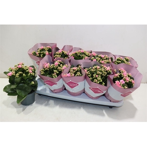 Kalanchoe Double Deluxe Pink