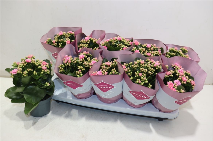 <h4>Kalanchoe Double Deluxe Pink</h4>