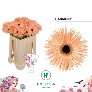 Gerbera Spider Harmony