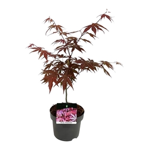 Acer pal. 'Atropurpureum'