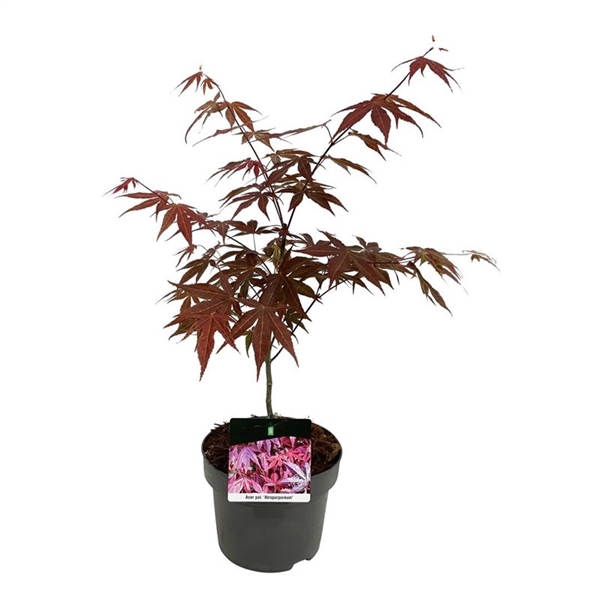 <h4>Acer pal. 'Atropurpureum'</h4>